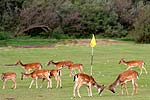 Wild auf dem Golfplatz