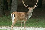 Reh-Bock auf Albarella