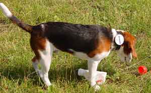 Hund mit Mitgliedsbutton